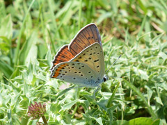 Lycaena alciphron