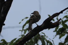 Chlamydera nuchalis