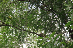 Chlamydera nuchalis