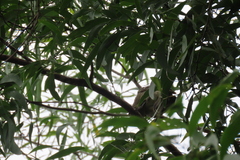 Chlamydera nuchalis