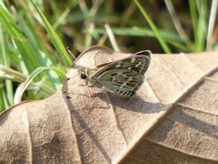 Taractrocera maevius