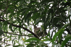 Chlamydera nuchalis