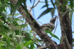 Chlamydera nuchalis