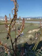 Asphodelus ramosus