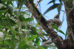 Chlamydera nuchalis