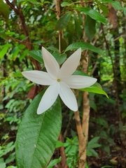 Gardenia scabrella
