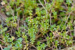 Galium spurium