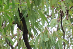 Oriolus flavocinctus