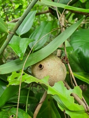Gardenia scabrella