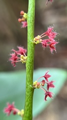 Phyllanthus acidus