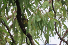 Oriolus flavocinctus