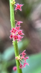 Phyllanthus acidus