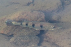 Cichla ocellaris