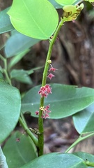Phyllanthus acidus