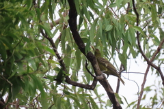 Oriolus flavocinctus