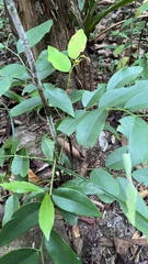 Phyllanthus acidus