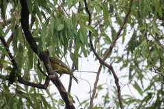 Oriolus flavocinctus