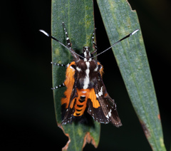 Hecatesia fenestrata