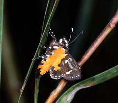 Hecatesia fenestrata