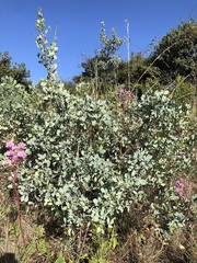 Searsia zeyheri