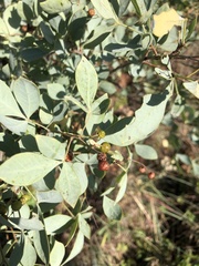 Searsia zeyheri