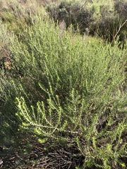 Helichrysum kraussii