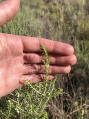 Helichrysum kraussii