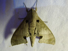 Sphingidae