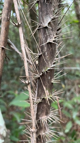 Salacca zalacca, photograph 4