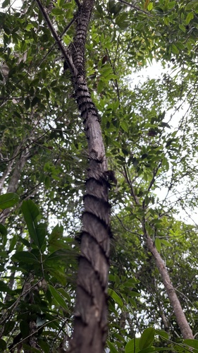 Salacca zalacca, photograph 6
