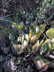Crassula swaziensis