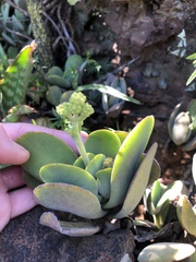 Crassula swaziensis