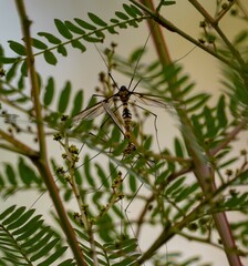Leptotarsus clavatus