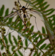 Leptotarsus clavatus