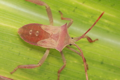 Anoplocnemis curvipes