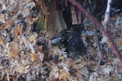 Dorytomus longimanus