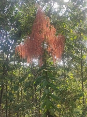 Calomeria amaranthoides