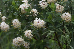 Pimelea ligustrina ciliata