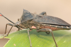 Anoplocnemis