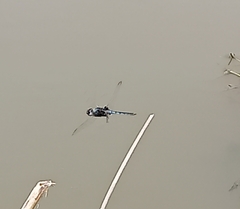 Urothemis edwardsii