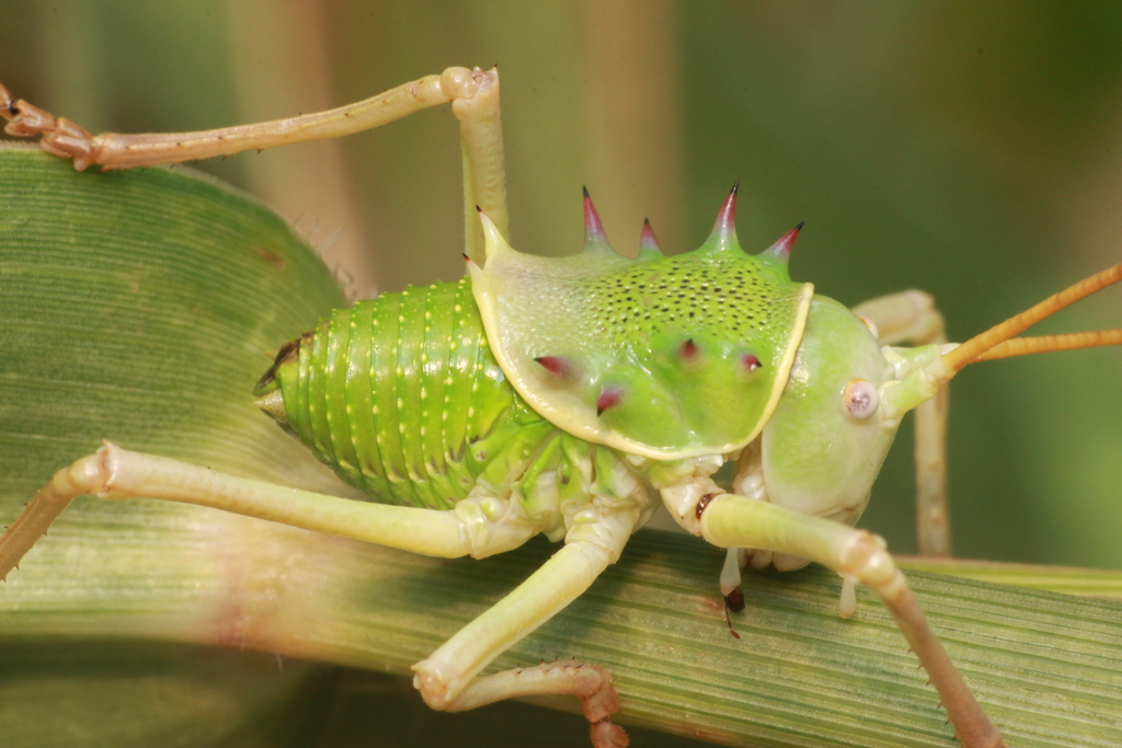 Acanthoplus speiseri