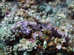 Scorpaenopsis
