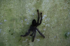 Avicularia juruensis