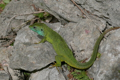 Lacerta viridis