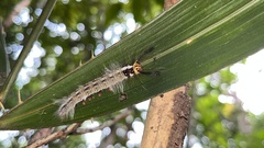 Amathusia phidippus