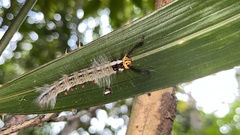 Amathusia phidippus