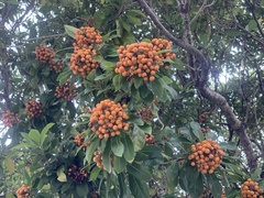 Pittosporum pentandrum