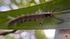 Amathusia phidippus