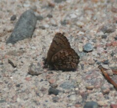 Callophrys niphon
