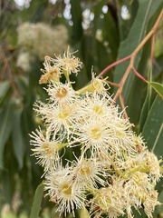 Corymbia intermedia